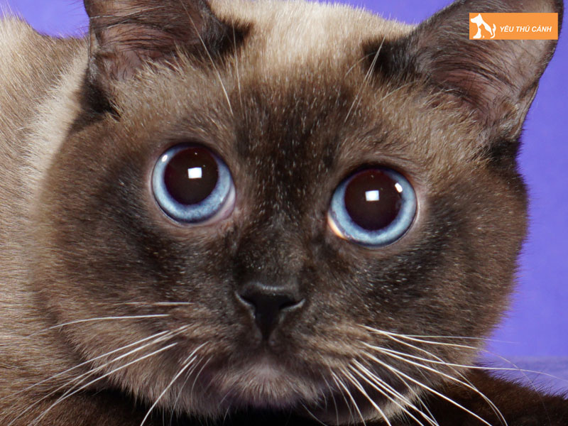 Cach-cham-soc-meo-toybob-danh-cho-nguoi-moi-nuoi-thucanh