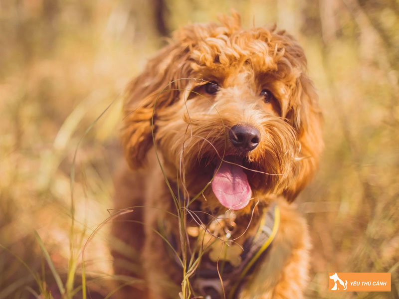 Cach-nuoi-cho-cairnoodle-khoa-hoc-1-thucanh