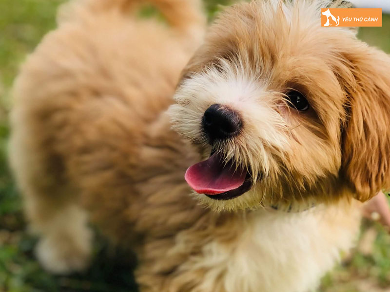 Cach-nuoi-cho-cairnoodle-khoa-hoc-thucanh