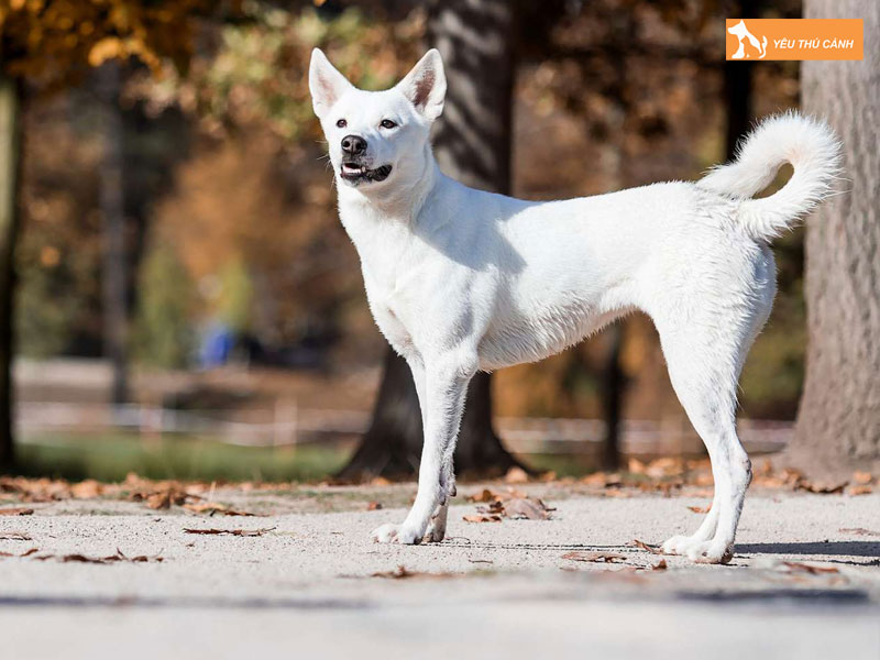 Cach-nuoi-cho-canaan-chi-tiet-1-thucanh