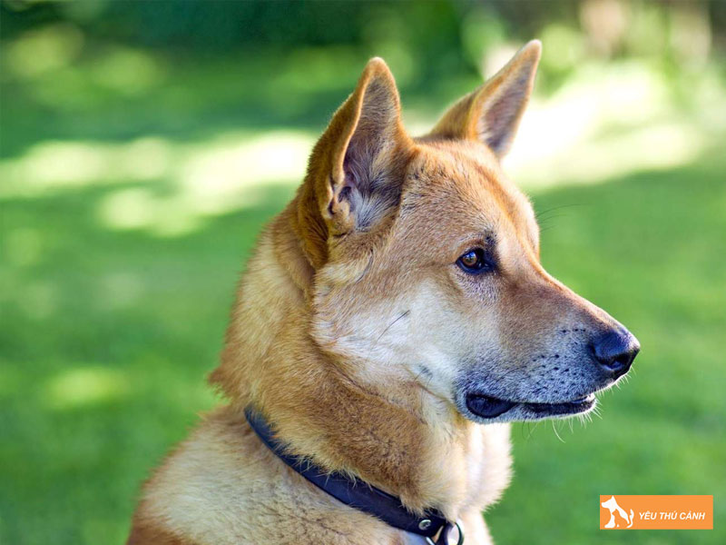 Cach-nuoi-cho-canaan-chi-tiet-thucanh