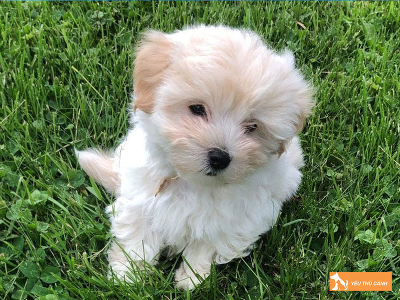 Cach-nuoi-cho-cotonese-chi-tiet-1-thucanh