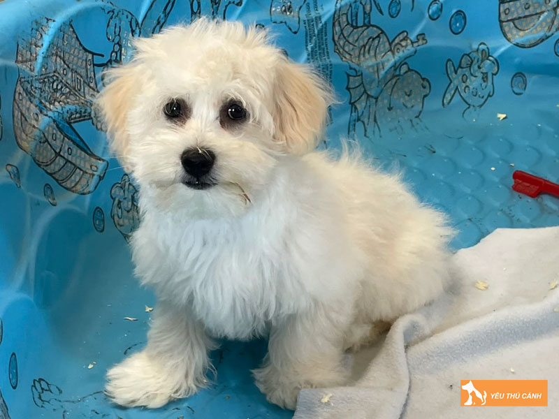 Cach-nuoi-cho-cotonese-chi-tiet-thucanh