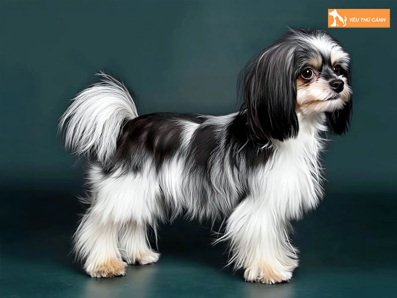 Cach-nuoi-cho-kyi-leo-chi-tiet-1-thucanh