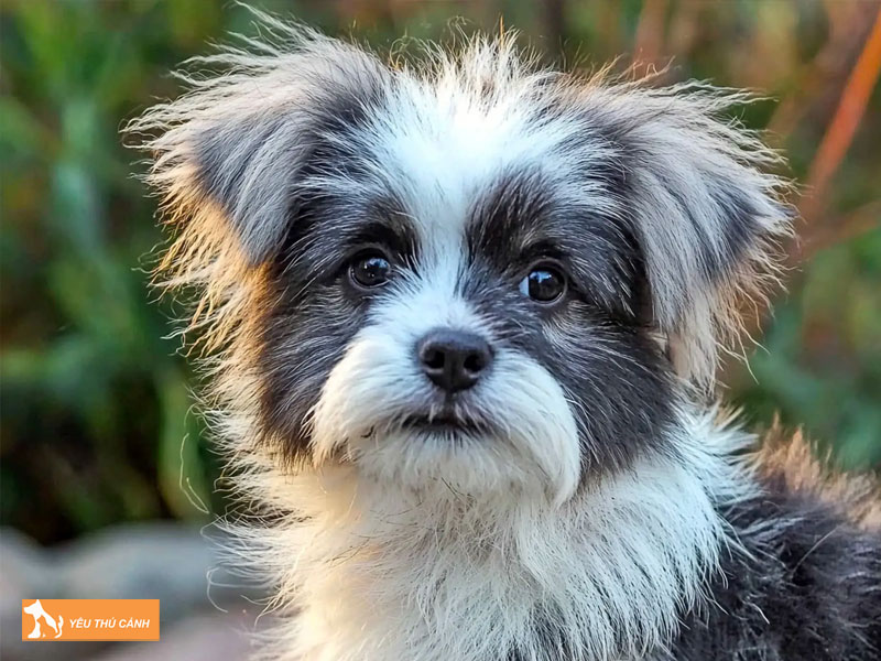 Cach-nuoi-cho-kyi-leo-chi-tiet-thucanh