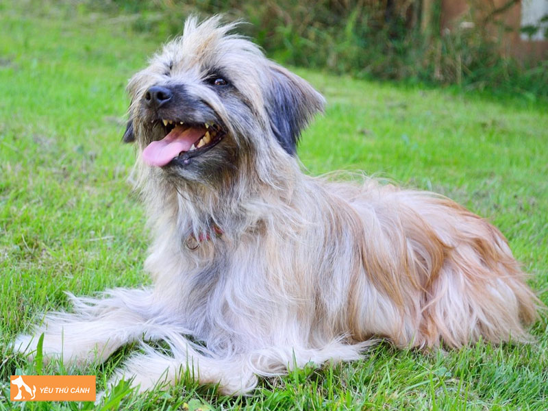 Cach-nuoi-cho-pyrenean-shepherd-1-thucanh