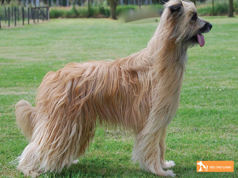 Cach-nuoi-cho-pyrenean-shepherd-thucanh