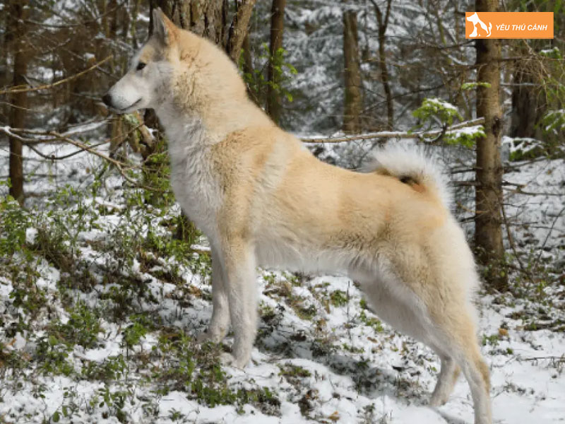 Cach-nuoi-cho-west-siberian-laika-chi-tiet-1-thucanh