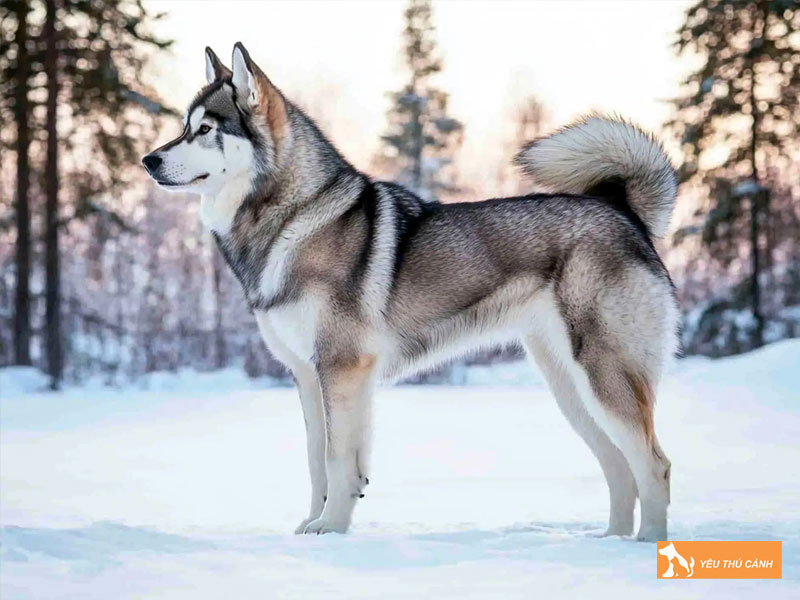 Cach-nuoi-cho-west-siberian-laika-chi-tiet-thucanh