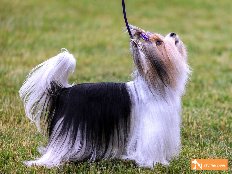 Cach-nuoi-va-cham-soc-cho-biewer-terrier-1-thucanh