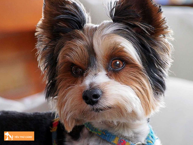 Cach-nuoi-va-cham-soc-cho-biewer-terrier-thucanh