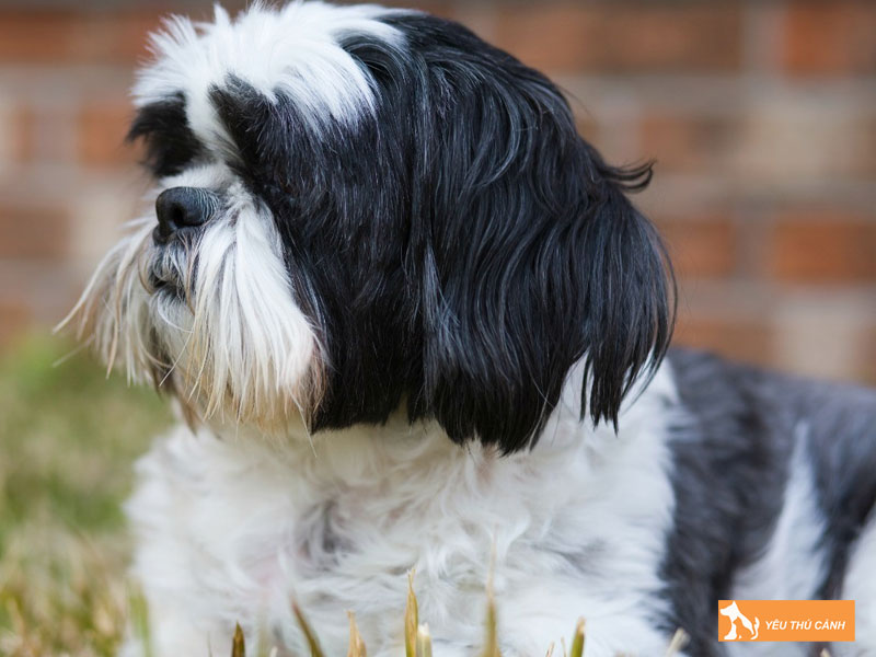 Cach-nuoi-va-cham-soc-cho-cava-tzu-chi-tiet-1-thucanh