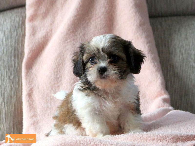 Cach-nuoi-va-cham-soc-cho-cava-tzu-chi-tiet-thucanh