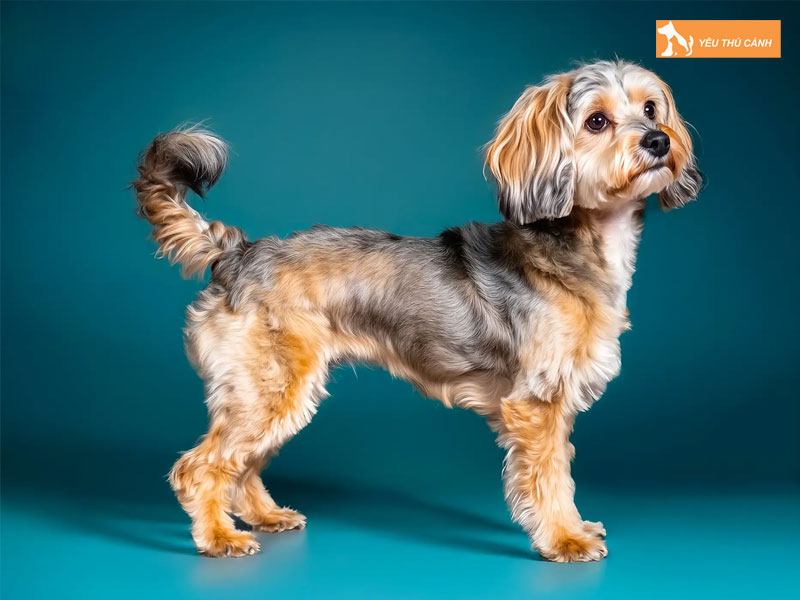 Cach-nuoi-va-cham-soc-cho-terripoo-1-thucanh