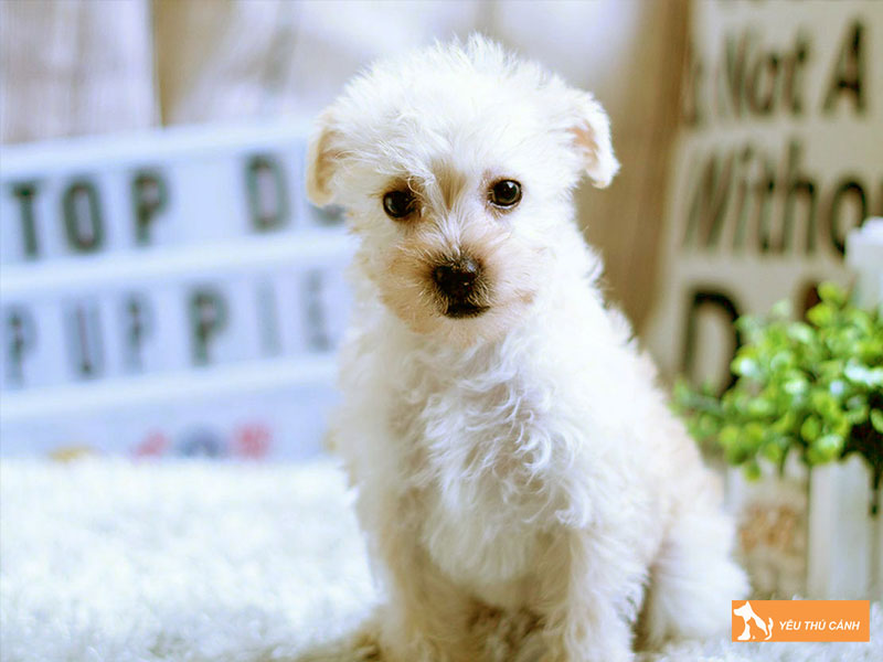 Cach-nuoi-va-cham-soc-cho-terripoo-thucanh