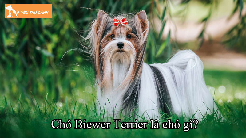 Chó Biewer Terrier là chó gì? Cách nuôi chó đáng yêu, thông minh