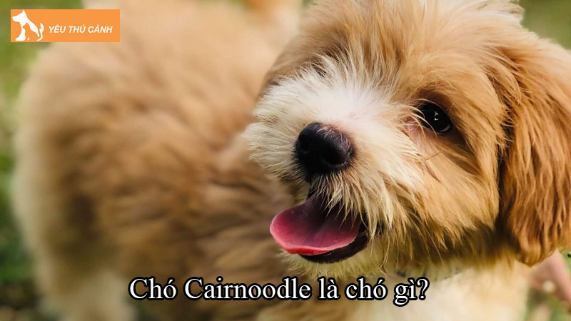 Chó Cairnoodle là chó gì? Cách nuôi chó đáng yêu, thông minh