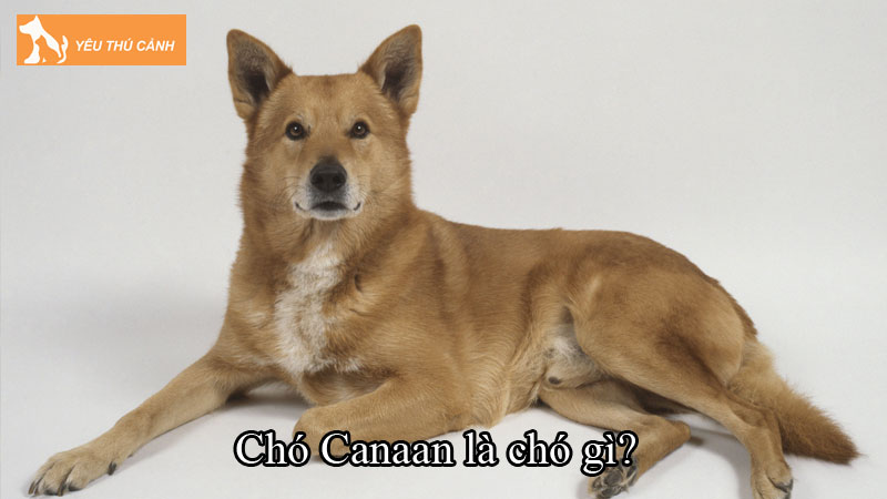 Chó Canaan là chó gì? Cách nuôi chó khỏe đẹp, sống lâu