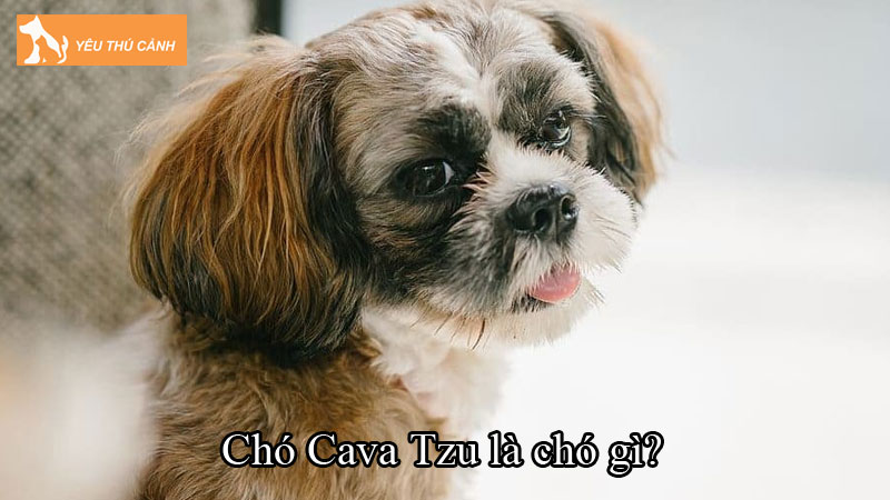 Chó Cava Tzu là chó gì? Cách nuôi chó khỏe đẹp, đáng yêu