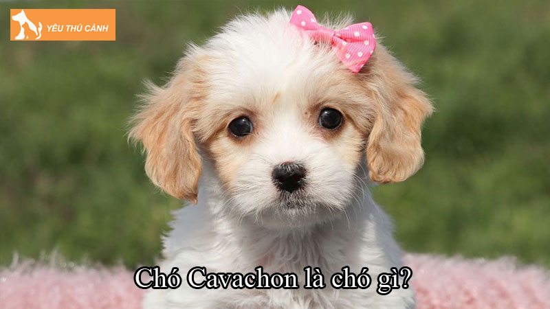 Chó Cavachon là chó gì? Cách nuôi chó thân thiện, dễ nuôi
