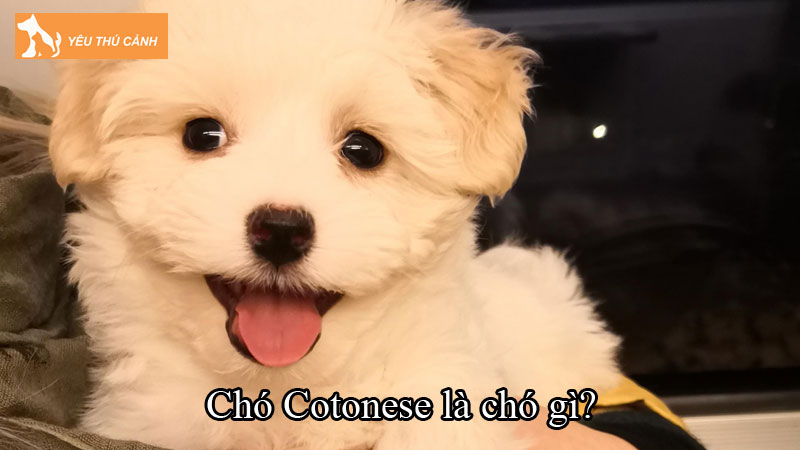 Chó Cotonese là chó gì? Cách chăm sóc chó đơn giản, khỏe mạnh