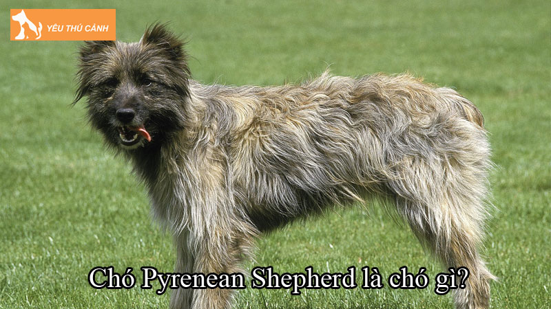 Chó Pyrenean Shepherd là chó gì? Cách nuôi chó khỏe đẹp