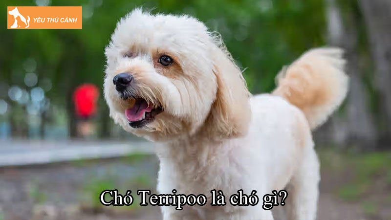 Chó Terripoo là chó gì? Cách nuôi chó thông minh, trung thành