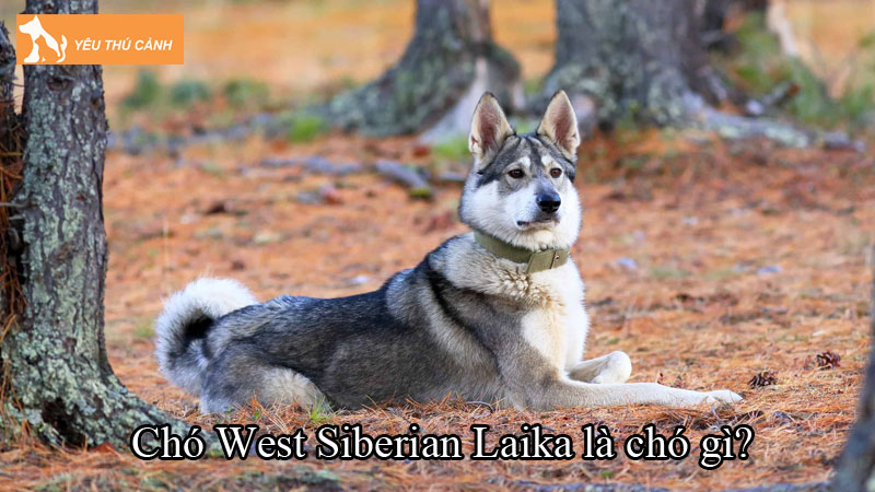 Chó West Siberian Laika là chó gì? Cách nuôi chó khỏe mạnh