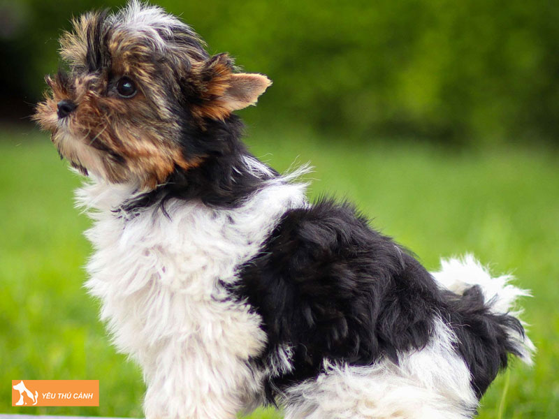 Dac-diem-cua-cho-biewer-terrier-thucanh