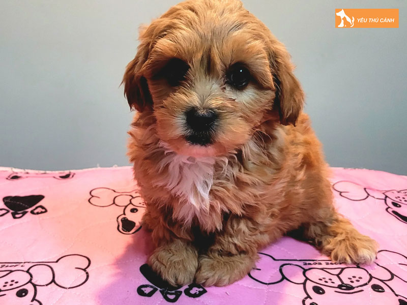 Dac-diem-cua-cho-cairnoodle-thucanh