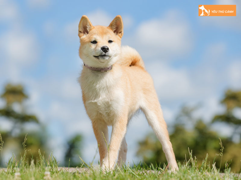 Dac-diem-cua-cho-canaan-thucanh