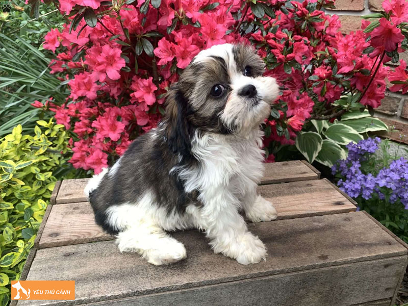 Dac-diem-cua-cho-cava-tzu-thucanh