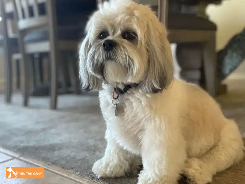 Dac-diem-cua-cho-kyi-leo-thucanh