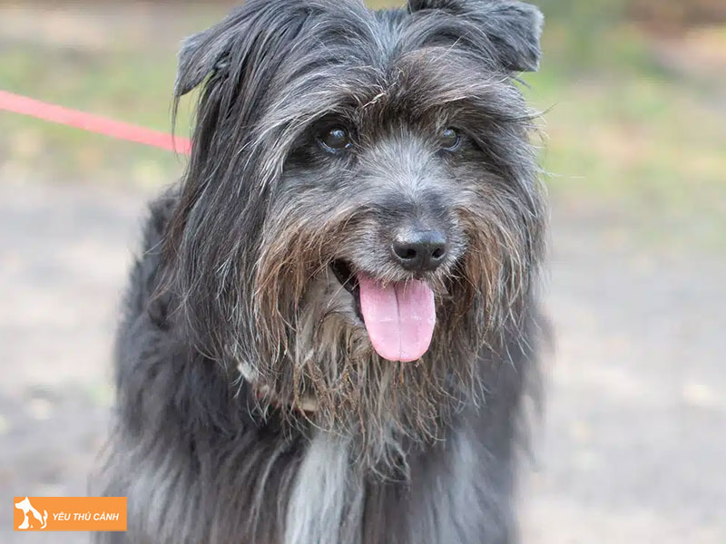 Dac-diem-cua-cho-pyrenean-shepherd-1-thucanh