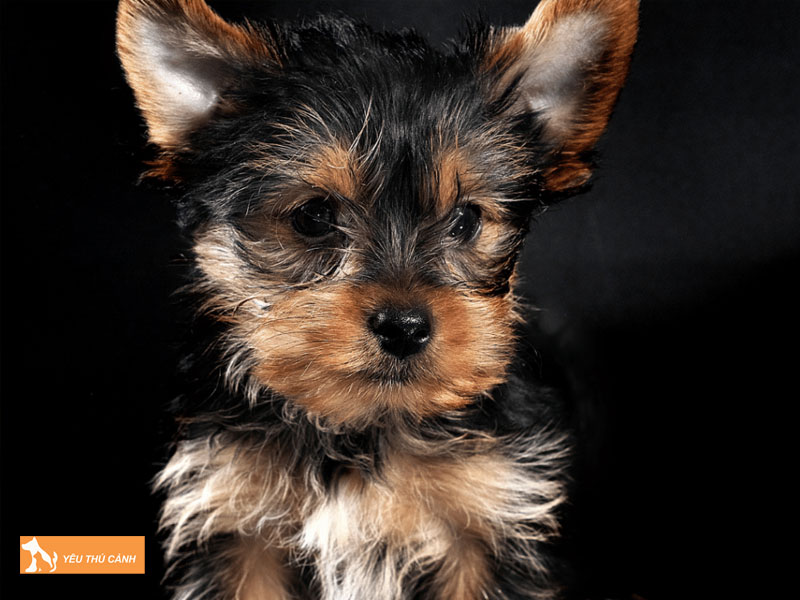 Dac-diem-cua-cho-terripoo-thucanh