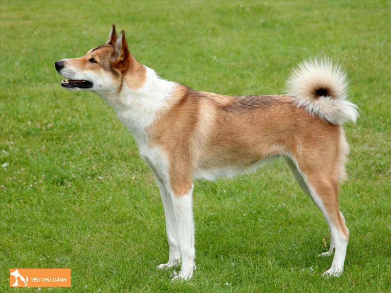 Dac-diem-cua-cho-west-siberian-laika-thucanh