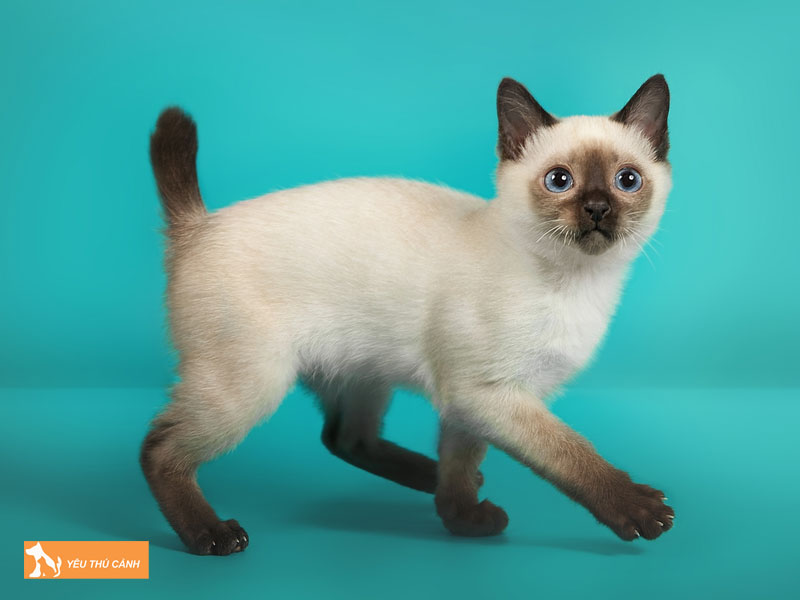 Dac-diem-ngoai-hinh-noi-bat-cua-meo-toybob-thucanh