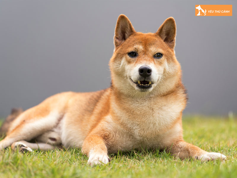 Doi-net-ve-giong-cho-canaan-thucanh