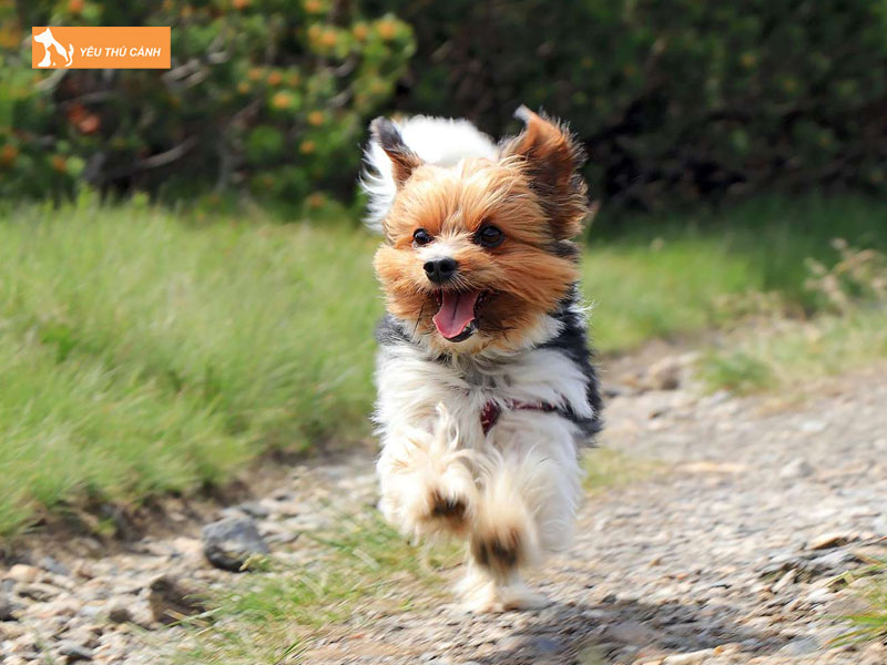 Gioi-thieu-ve-giong-cho-biewer-terrier-thucanh