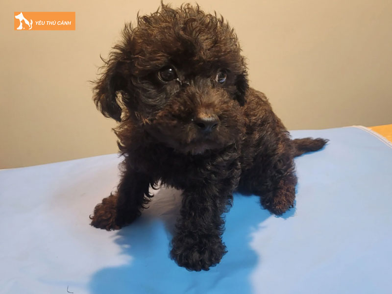 Gioi-thieu-ve-giong-cho-cairnoodle-thucanh