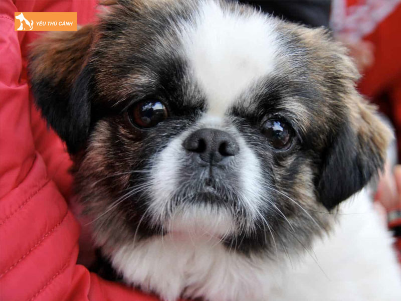 Gioi-thieu-ve-giong-cho-cava-tzu-thucanh