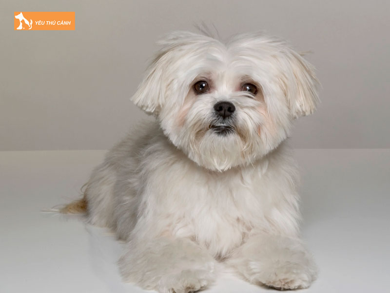 Gioi-thieu-ve-giong-cho-kyi-leo-thucanh