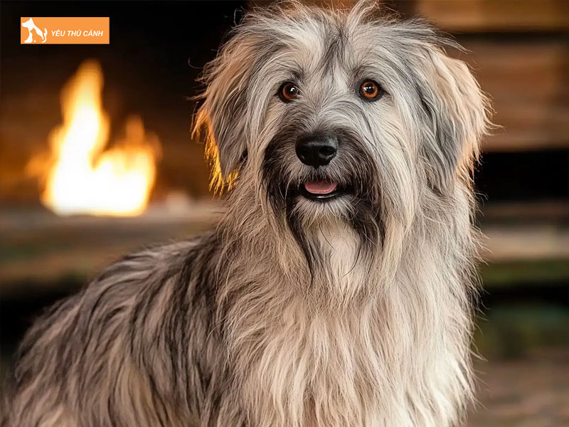 Gioi-thieu-ve-giong-cho-pyrenean-shepherd-thucanh
