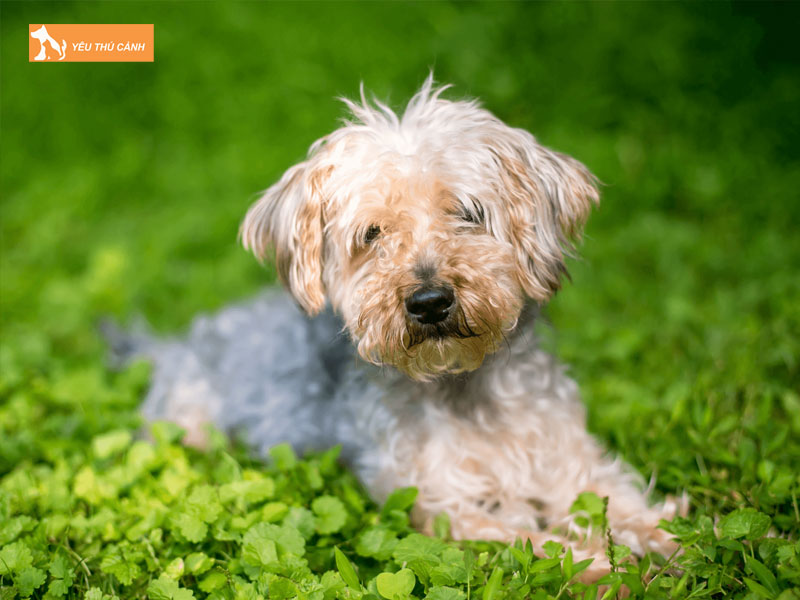 Gioi-thieu-ve-giong-cho-terripoo-thucanh