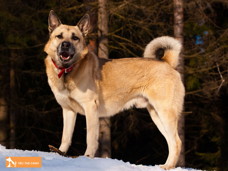 Gioi-thieu-ve-giong-cho-west-siberian-laika-thucanh