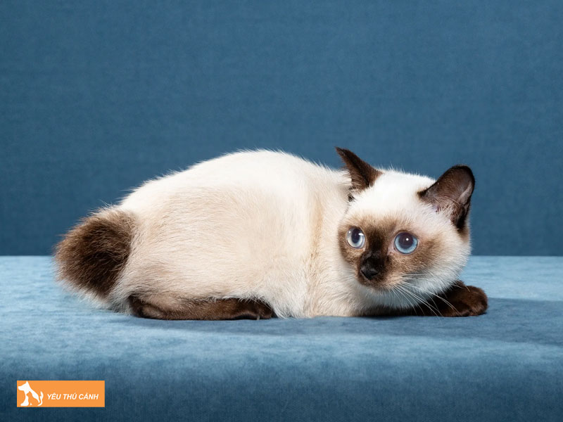 Meo-toybob-la-meo-gi-nguon-goc-cua-meo-toybob-thucanh