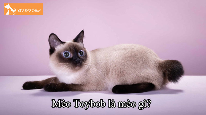 Mèo Toybob là mèo gì? Những điều thú vị về loài mèo này