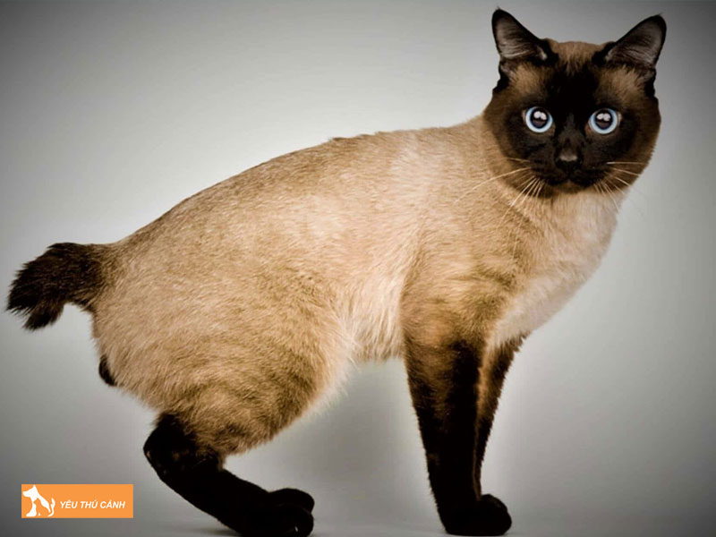 Tinh-cach-cua-meo-toybob-co-gi-dac-biet-thucanh