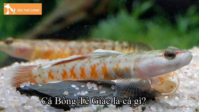 Cá Bống Tê Giác là cá gì? Cách nuôi cá sinh trưởng tốt