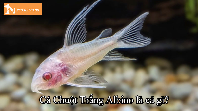 Cá Chuột Trắng Albino là cá gì? Cách nuôi giúp cá sinh trưởng tốt